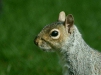 Grey Squirrel